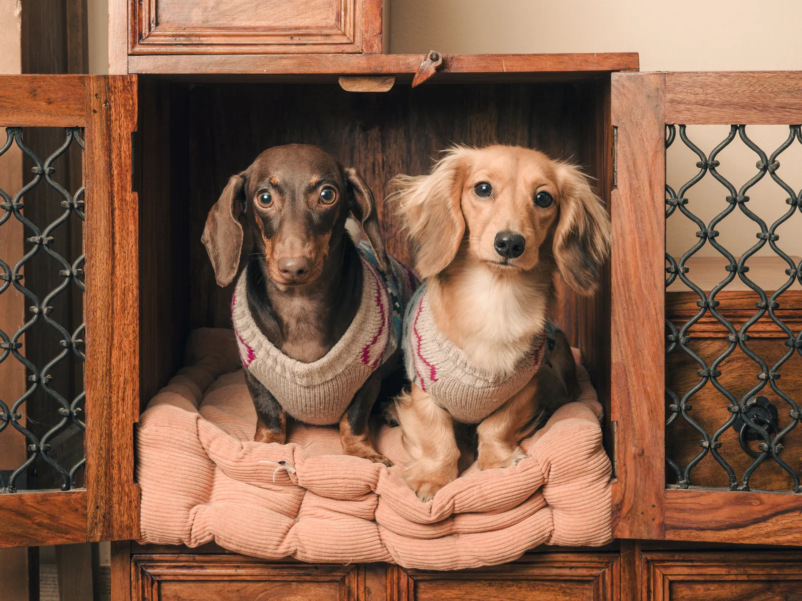 Two dachshunds in jumpers curled up together in a cosy wooden cabinet bed