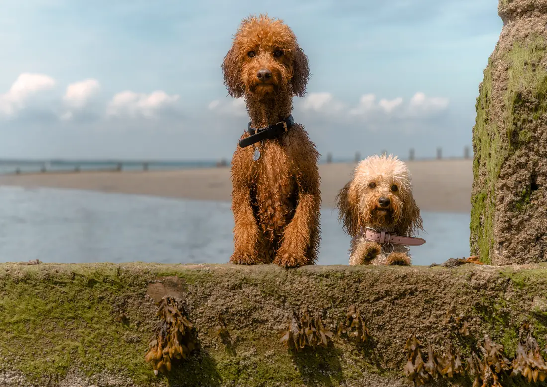 Two dogs on an adventure by the sea