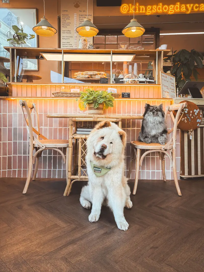 King Louie the Chow Chow in the King's cafe