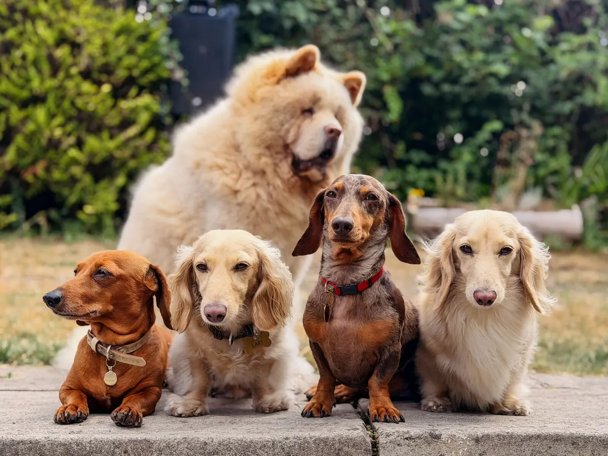 A group of King's daycare dogs sitting together in the garden