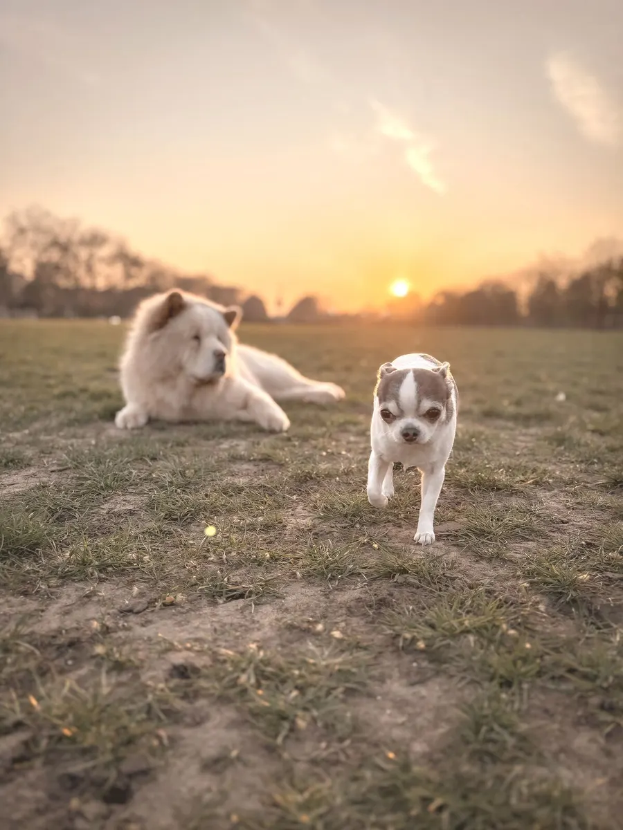 King Louie and Lyra in the park at sunset