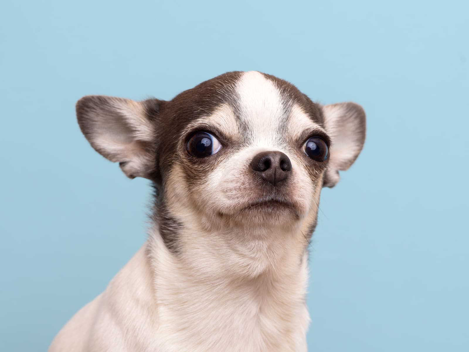 Studio portrait of a chihuahua against a pale blue background, looking sideways at the camera with a distinctly unimpressed expression