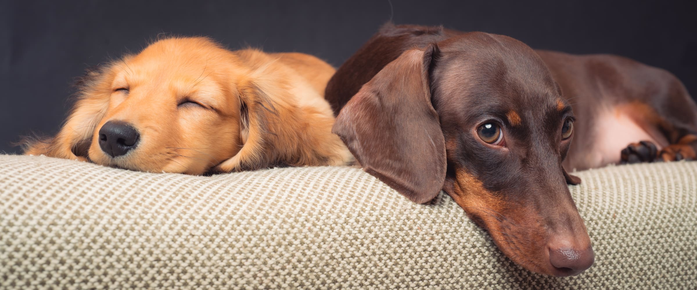 Poppy and Nala the dachshunds resting side by side on the arm of a sofa — Nala the puppy fast asleep, big sister Poppy keeping watch