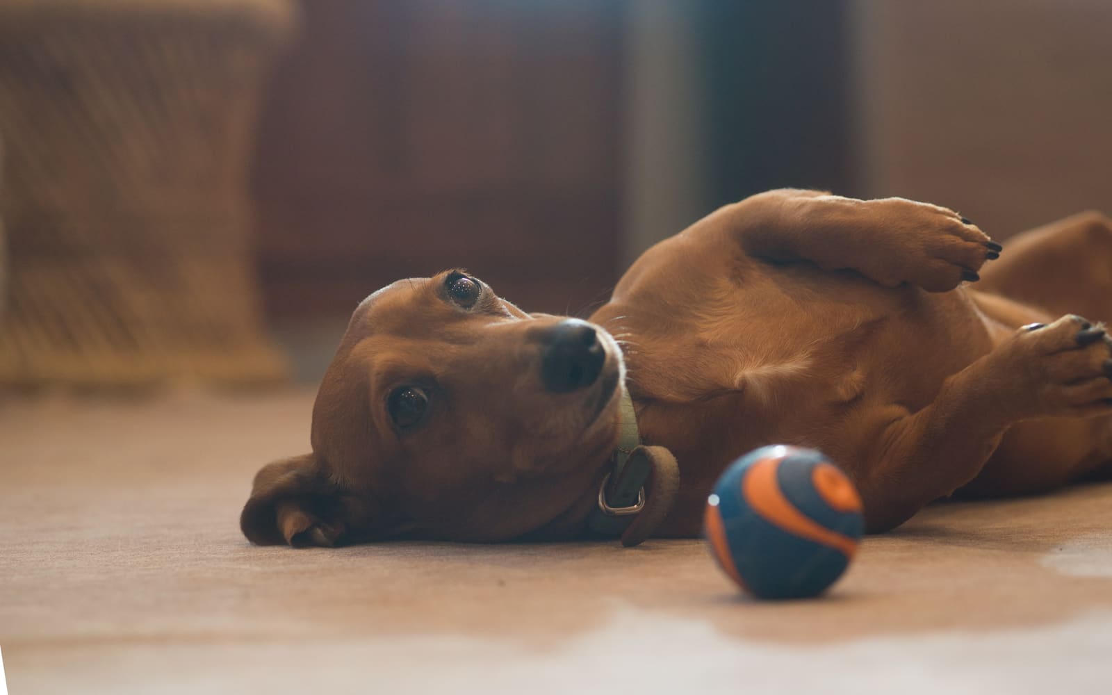 George, a miniature dachshund, lying on his back on the carpet beside an orange and blue ball, completely relaxed