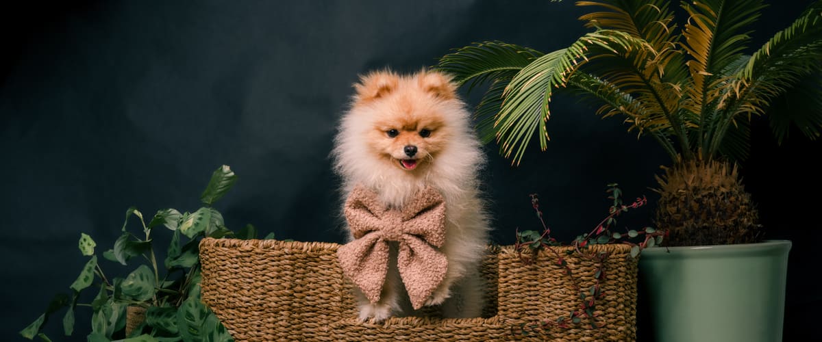 A fluffy Pomeranian puppy wearing a soft pink bow, standing in a wicker basket bed surrounded by houseplants