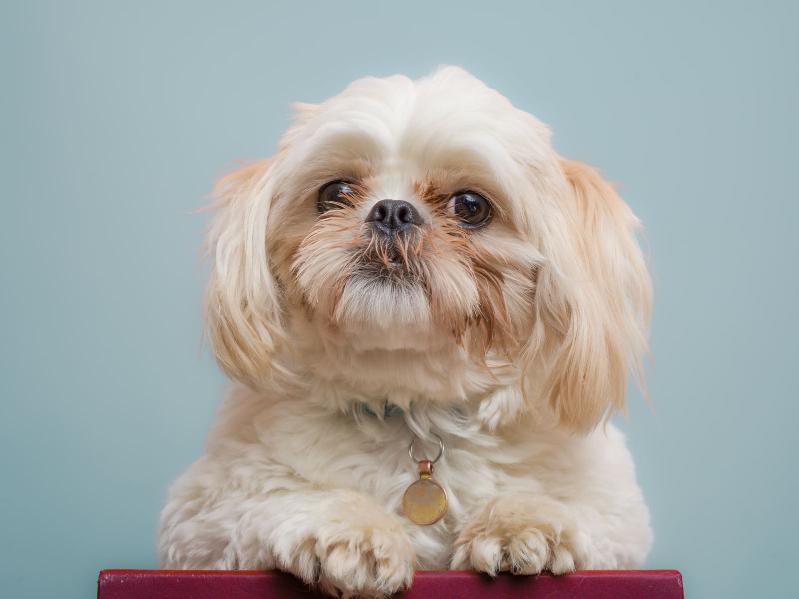 Cream Shih Tzu resting with front paws over a red surface, looking up at the camera against a pale blue background