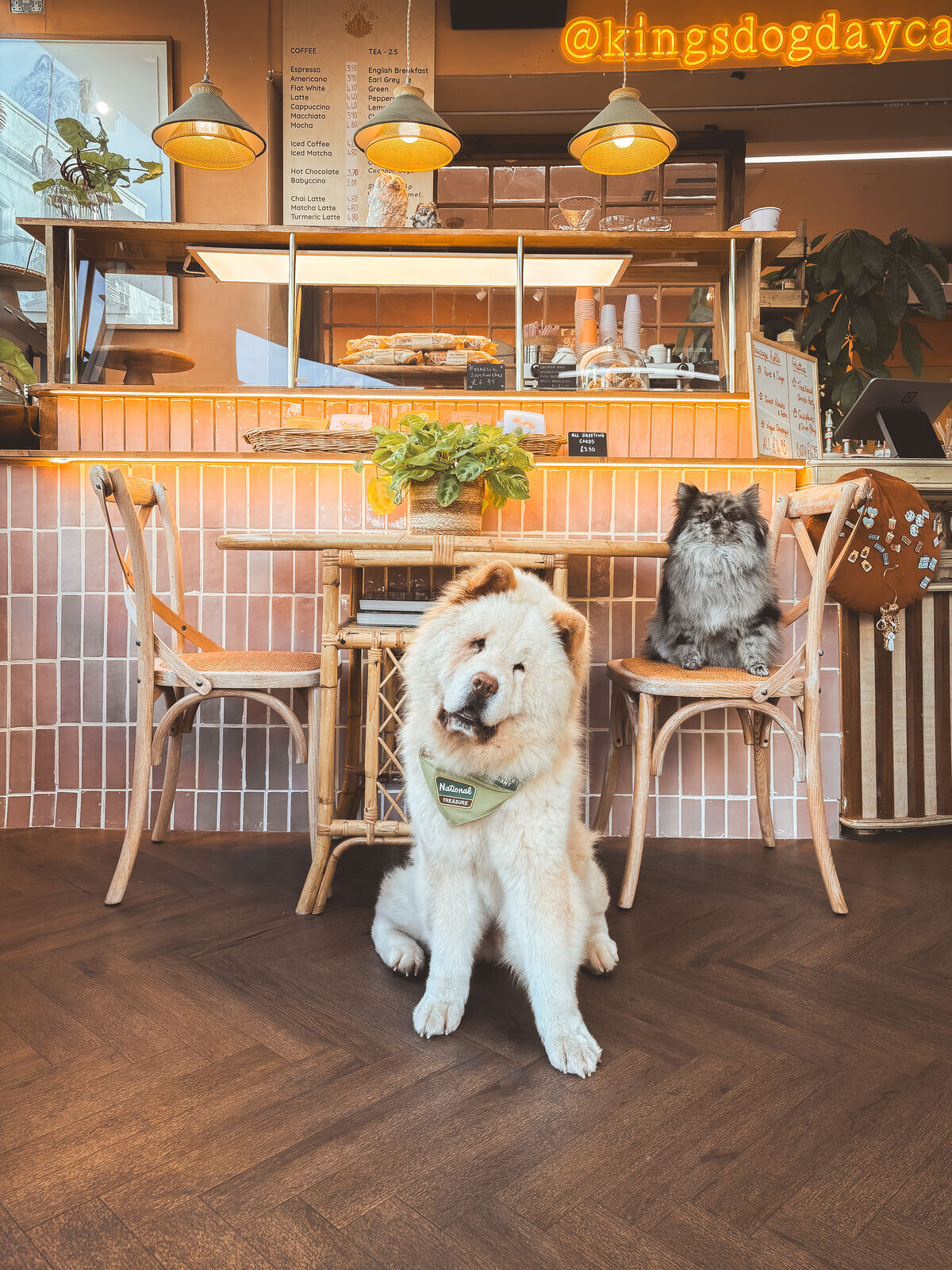 Dogs in the café at King's Dog Daycare on Fulham Road, serving Knightsbridge