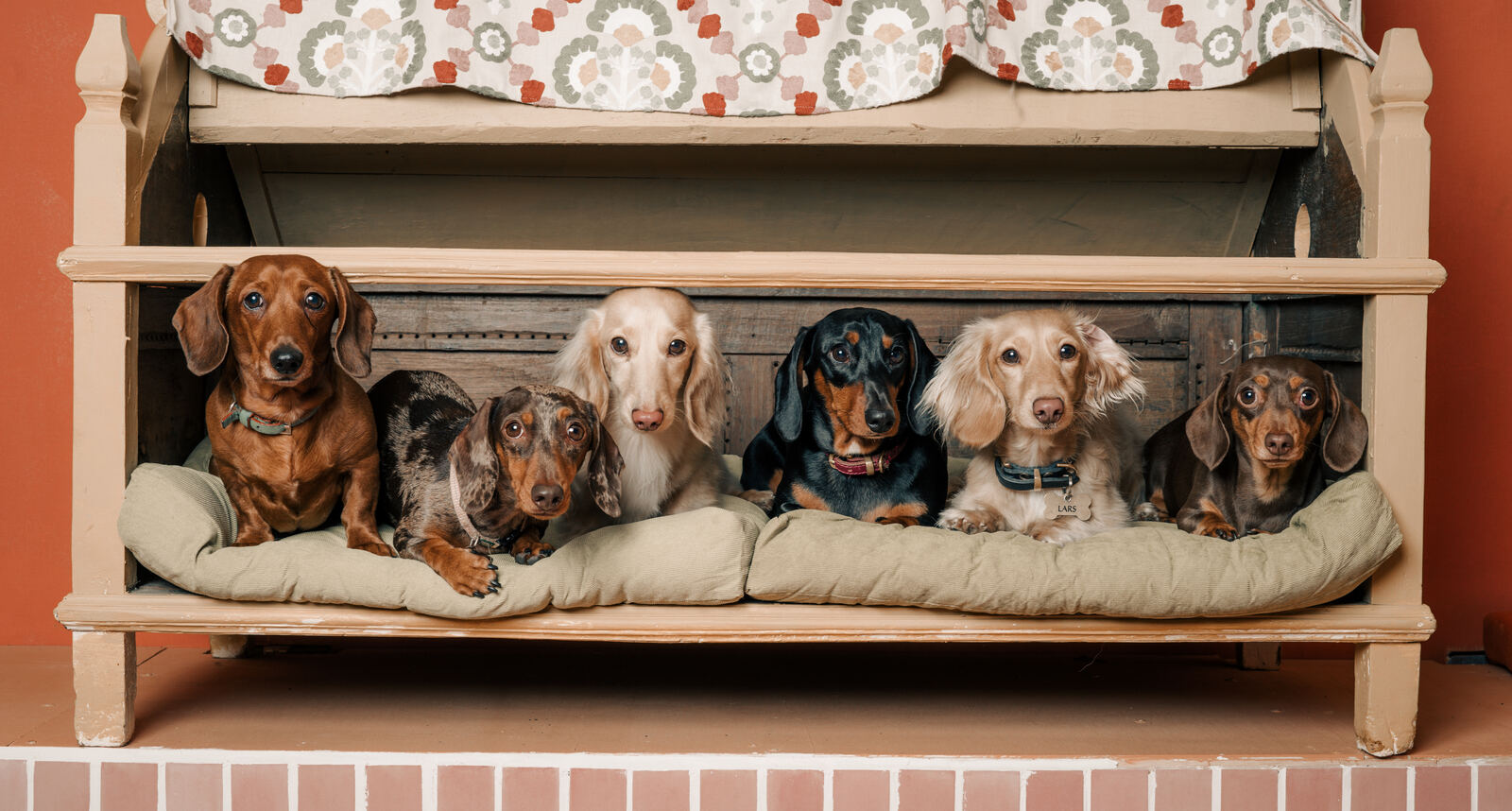 Dachshunds resting on a daybed at King's Dog Daycare on Fulham Road, serving South Kensington